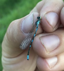 Coenagrion johanssoni