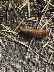 Arctiinae