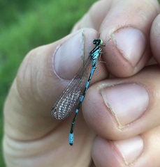 Coenagrion johanssoni