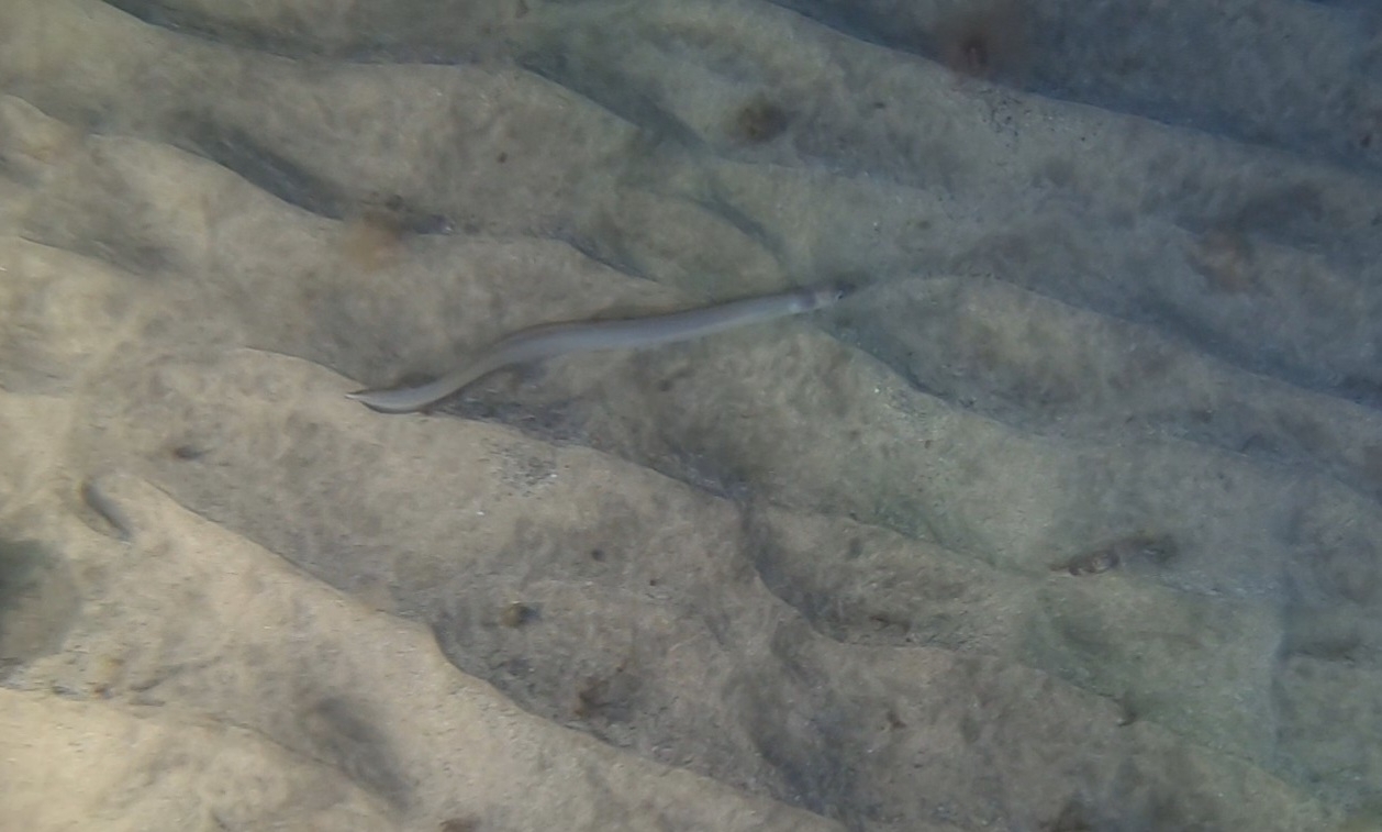 Ariosoma balearicum (Delaroche, 1809)