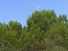 Pinus