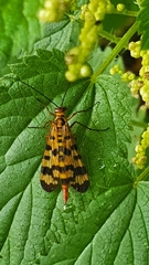 Panorpa meridionalis