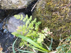 Cystopteris fragilis