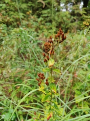 Hypericum hirsutum