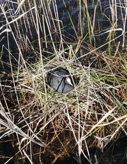 Fulica cristata