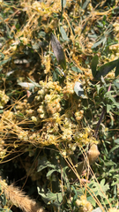 Cuscuta campestris