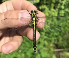 Gomphus vulgatissimus