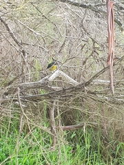 Eopsaltria australis