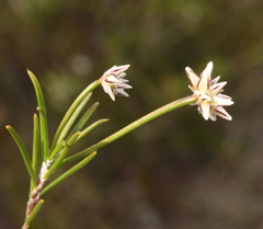 Laxmannia brachyphylla
