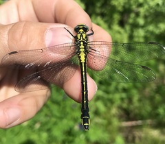 Gomphus vulgatissimus