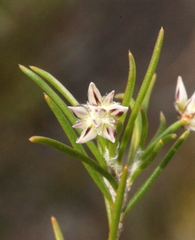 Laxmannia brachyphylla
