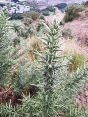 Ulex europaeus