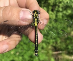 Gomphus vulgatissimus