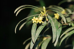 Pittosporum bicolor