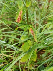 Hypericum hirsutum