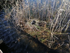 Fulica cristata