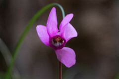 Cyclamen purpurascens