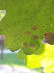 Neuroterus quercusbaccarum