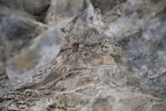 Leiobunum limbatum