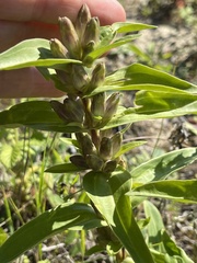 Gentiana cruciata