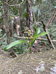 Polystachya sandersonii