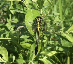 Gomphus vulgatissimus