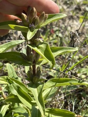 Gentiana cruciata