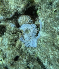 Montipora
