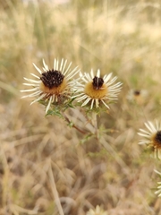 Carlina vulgaris
