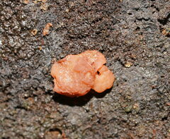 Ascocoryne sarcoides