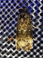 Endothenia oblongana