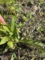 Gentiana cruciata
