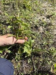Gentiana cruciata
