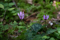 Cyclamen purpurascens