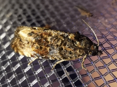 Endothenia oblongana