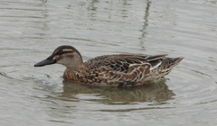 Spatula querquedula