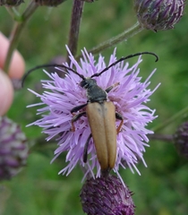 Stictoleptura rubra