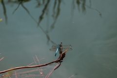Orthetrum albistylum