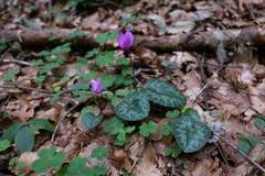 Cyclamen purpurascens