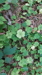 Oxalis acetosella