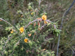 Lathyrus brachycalyx