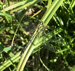 Gomphus vulgatissimus