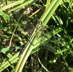 Gomphus vulgatissimus