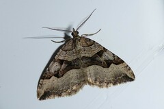 Xanthorhoe semifissata