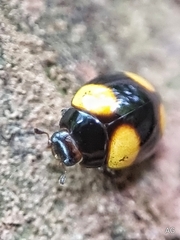 Coccinellidae