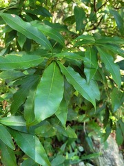 Lithocarpus hancei