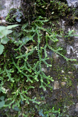 Selaginella helvetica