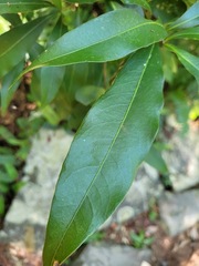 Lithocarpus hancei