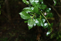 Psydrax odorata odorata