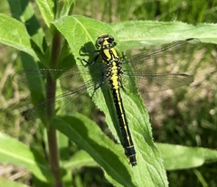 Gomphus vulgatissimus